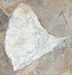 Stunning Multiple Fossil Ginkgo Leaf From North Dakota - Paleocene #29073-1